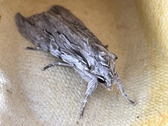 Lithophane leautieri