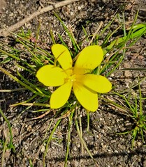 Moraea fugacissima