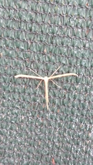 Emmelina