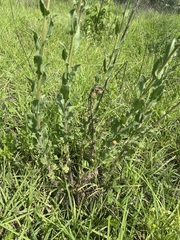 Heterotheca inuloides