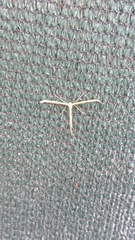 Emmelina