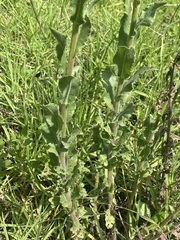 Heterotheca inuloides