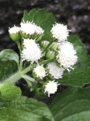Ageratum