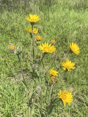 Heterotheca inuloides