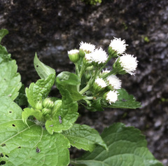 Ageratum