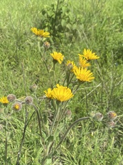 Heterotheca inuloides