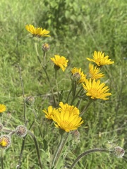 Heterotheca inuloides