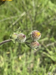 Heterotheca inuloides