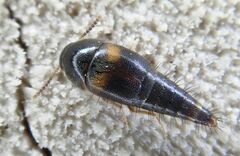 Sepedophilus bipunctatus