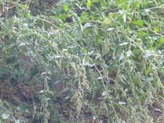 Atriplex sagittata
