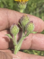 Heterotheca inuloides