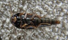 Sepedophilus bipunctatus