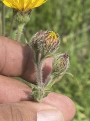 Heterotheca inuloides