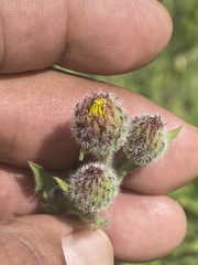 Heterotheca inuloides