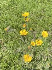 Heterotheca inuloides