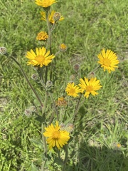 Heterotheca inuloides