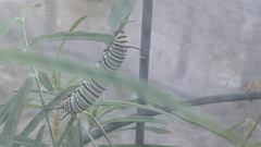 Danaus plexippus