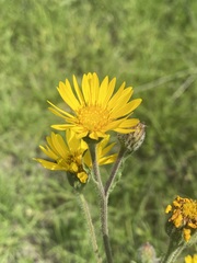 Heterotheca inuloides