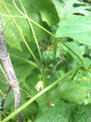 Diplocyclos palmatus
