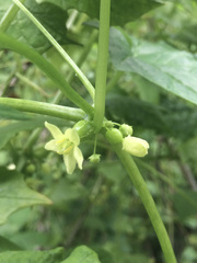 Diplocyclos palmatus