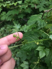 Diplocyclos palmatus