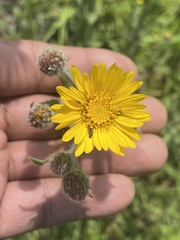 Heterotheca inuloides