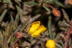 Hibbertia acerosa