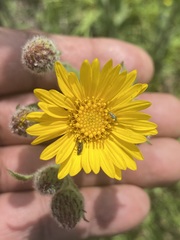 Heterotheca inuloides