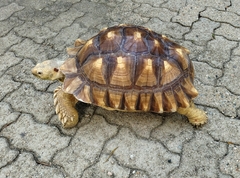 Centrochelys sulcata