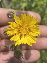 Heterotheca inuloides