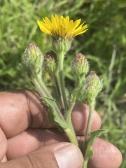 Heterotheca inuloides