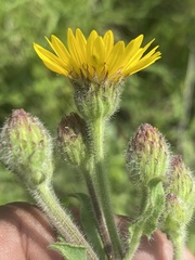 Heterotheca inuloides