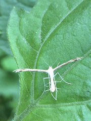 Pterophorinae