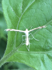 Pterophorinae