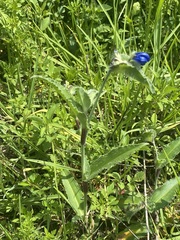 Commelina tuberosa