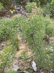 Petrophile multisecta