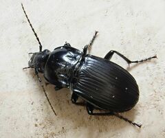 Abax parallelepipedus