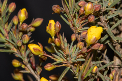 Hibbertia acerosa
