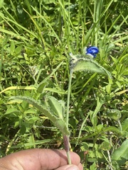 Commelina tuberosa