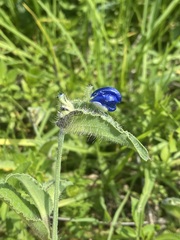 Commelina tuberosa