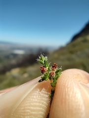 Erica rigidula