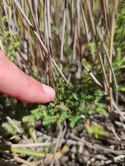 Erica rigidula