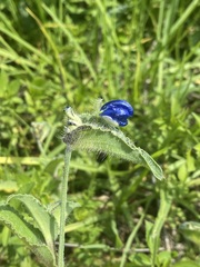 Commelina tuberosa