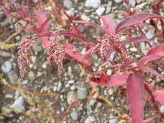 Persicarieae