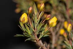 Hibbertia acerosa