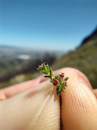 Image of Rigid Heath (Erica rigidula) by (c) Seth Musker, some rights reserved (CC BY)