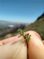 Erica rigidula