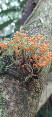 Urera caracasana