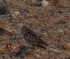 Calidris subminuta