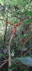 Urera caracasana